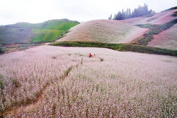 Đồi hoa tam giác mạch nở rộ vào tháng 10 tại Hà Giang