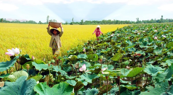 “Ai về Đồng Tháp mà xem - Bông Sen, bông Súng nở chen lúa vàng”