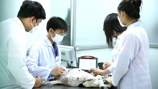 Bác sĩ thú y có thể tự mở và quản lý phòng khám hoặc bệnh viện thú y