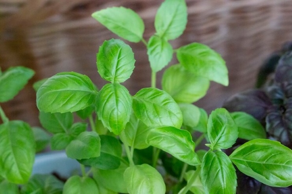 Basil là loại rau thơm giúp tăng hương vị và tạo sự tươi mát cho món ăn