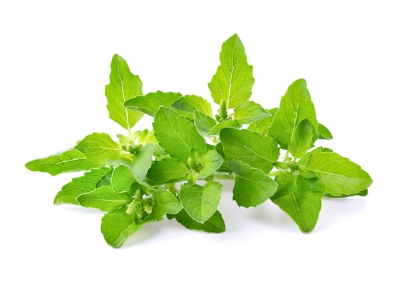 Lá húng tây là loại gia vị phổ biến mà còn là một phương thuốc tự nhiên giúp bảo vệ sức khỏe toàn diện