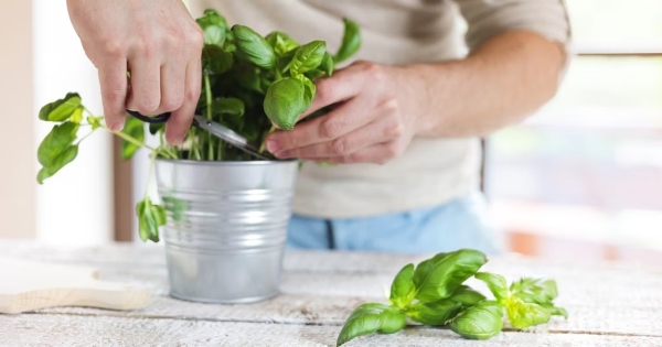 Bảo quản basil như một bó hoa sẽ giữ lá tươi lâu hơn