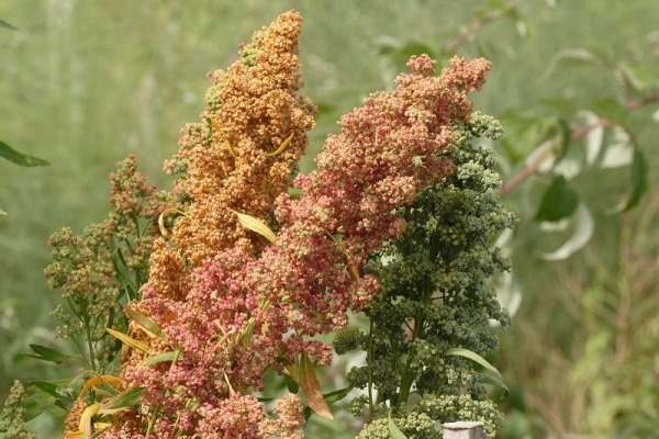 Cây Quinoa có thể sinh trưởng tốt trong môi trường đất nghèo dinh dưỡng và khí hậu khô hạn