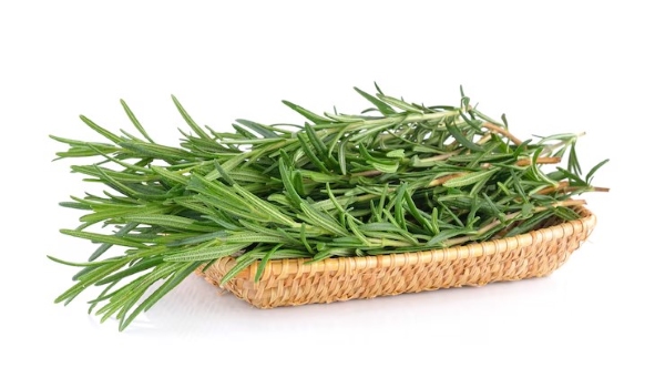 Rosemary là gia vị phổ biến với nhiều lợi ích cho sức khỏe và tinh thần