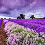 Lavender đà lạt