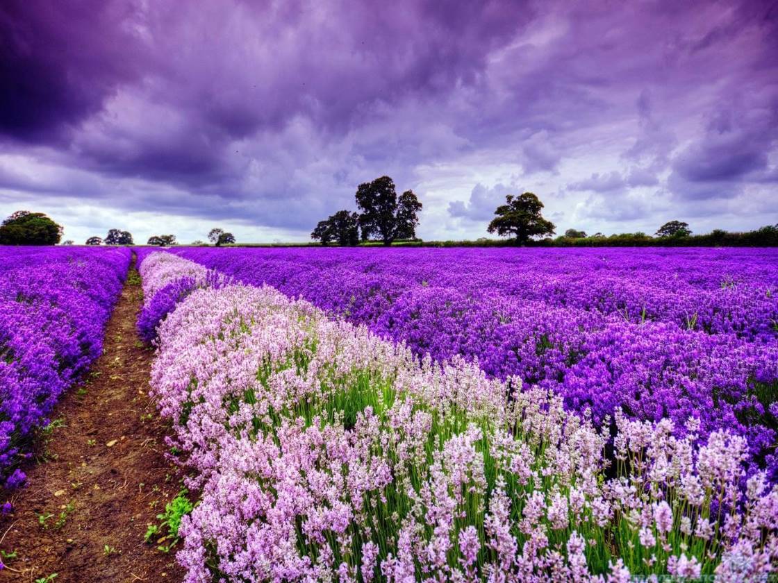Lavender đà lạt