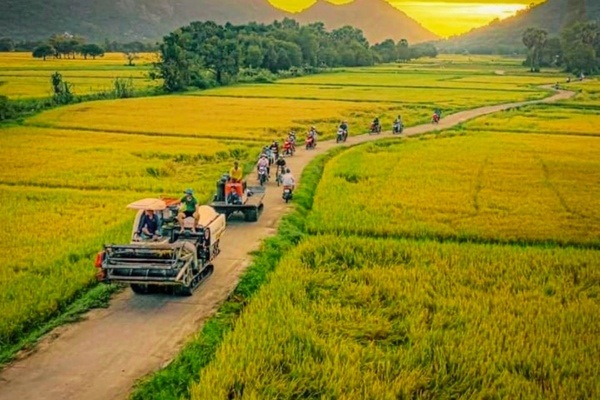 Hoàng hôn vàng rộm trên Cánh đồng Tà Pạ