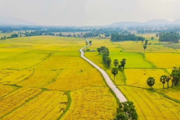 Vàng rực một góc trời của cánh đồng lúa Tà Pạ