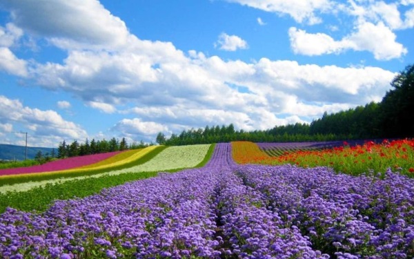 Cánh đồng hoa Lavender Đà lạt sinh trưởng tốt nhờ khí hậu mát mẻ quanh năm
