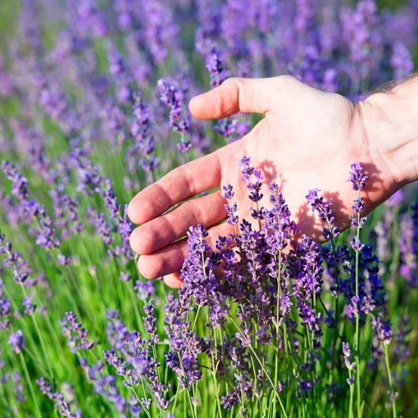 Cánh đồng hoa Lavender mang vẻ đẹp thanh lịch và sang trọng