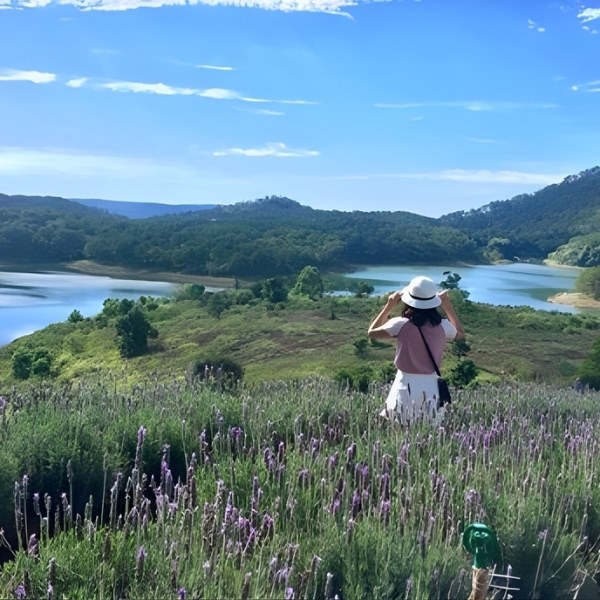 View triệu đô tại vườn Lavender Đà Lạt Hồ Tuyền Lâm: Sắc tím hoa, nước xanh hồ và những ngọn đồi trùng điệp